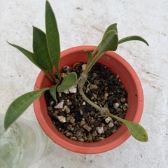 サンセベリア　スプーンリーフの画像