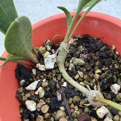 サンセベリア　スプーンリーフの画像