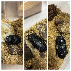 オオクワガタのオス4匹とメス3匹の画像