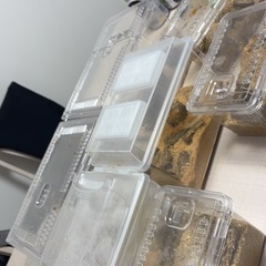 オオクワガタのオス4匹とメス3匹の画像