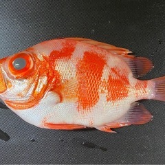 東京湾釣り遊び