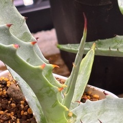 【見た目派手なレア大型アガベ】ソブリナの画像