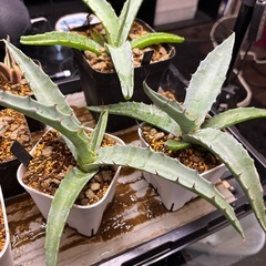 【見た目派手なレア大型アガベ】ソブリナの画像