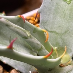 【見た目派手なレア大型アガベ】ソブリナの画像