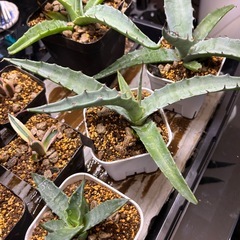 【見た目派手なレア大型アガベ】ソブリナの画像