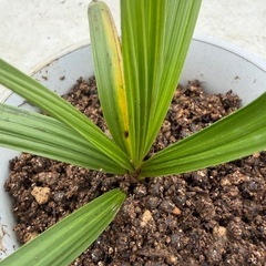 ブラヘア　シルバー苗の画像