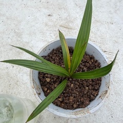 ブラヘア　シルバー苗の画像