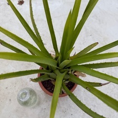 ホヘンベルギア　カティンガエ　パルマレスの画像