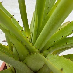 ホヘンベルギア　カティンガエ　パルマレスの画像