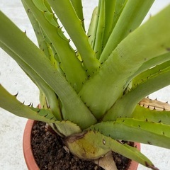 ホヘンベルギア　カティンガエ　パルマレスの画像