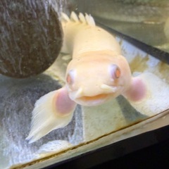 【超美個体】SPビキール・コリバ（アルビノ） の画像