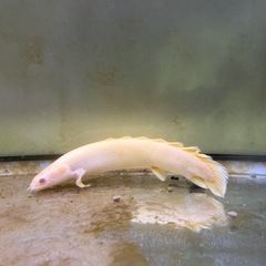 【超美個体】SPビキール・コリバ（アルビノ） の画像