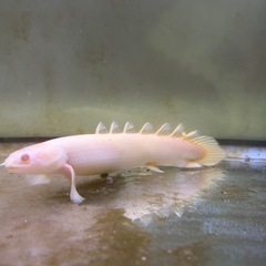 【超美個体】SPビキール・コリバ（アルビノ） の画像