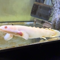 【超美個体】SPビキール・コリバ（アルビノ） の画像