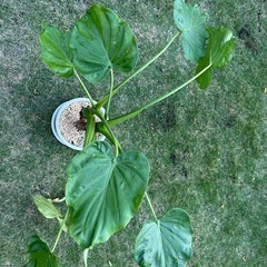 クワズイモの画像