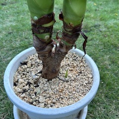 クワズイモの画像