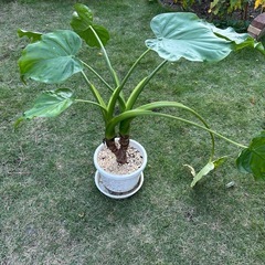 クワズイモの画像