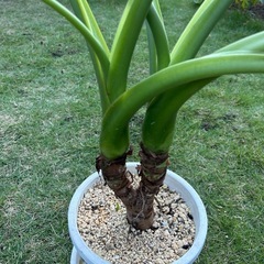 クワズイモの画像