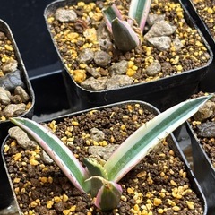 【今月の目玉商品出します】皆んな大好きアガベスナグルトゥースの画像