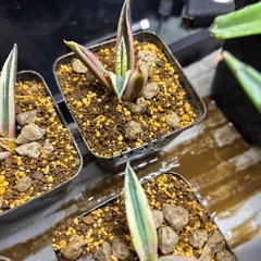 【今月の目玉商品出します】皆んな大好きアガベスナグルトゥースの画像