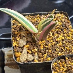 【今月の目玉商品出します】皆んな大好きアガベスナグルトゥースの画像