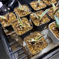 【今月の目玉商品出します】皆んな大好きアガベスナグルトゥースの画像