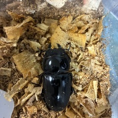 パラワンオオヒラタクワガタ♀単品
の画像