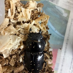 パラワンオオヒラタクワガタ♀単品
の画像