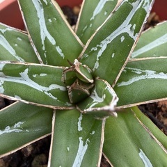 アガベ　笹の雪　苗の画像