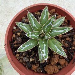 アガベ　笹の雪　苗の画像