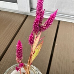 ケイトウ・セロシアの種の画像