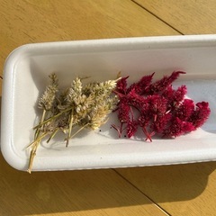 ケイトウ・セロシアの種の画像