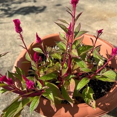 ケイトウ・セロシアの種の画像