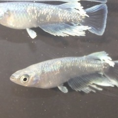 値下げ！今年生まれ！マリアージュキッシングワイドフィン　エメキン　高級メダカ10匹1500円の画像