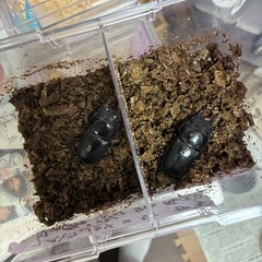 スマトラオオヒラタ♀単品の画像