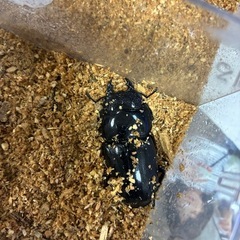 スマトラオオヒラタ♀単品の画像