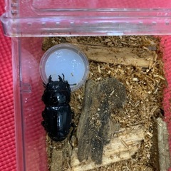 スマトラオオヒラタ♀単品の画像