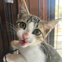 カッコよくて甘えん坊なキジ白くん(2ヶ月)