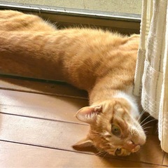元気いっぱい🐈マッシュくん❤️3歳 - 里親募集
