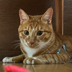 元気いっぱい🐈マッシュくん❤️2歳