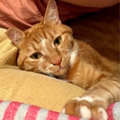 元気いっぱい🐈マッシュくん❤️3歳 - 猫