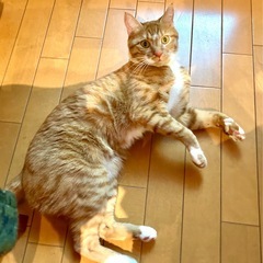 元気いっぱい🐈マッシュくん❤️3歳 − 神奈川県