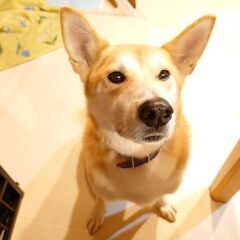 柴ミックス...にしてはちと大きいwエルポの家族を募集中