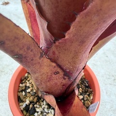 ホヘンベルギア　ペンナエ×レメイ　パープルクローンの画像