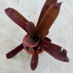 ホヘンベルギア　ペンナエ×レメイ　パープルクローンの画像