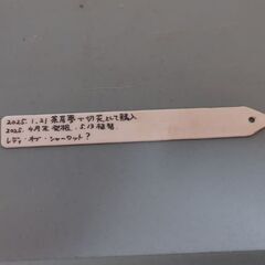 バラ苗　品種不明の画像