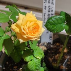 バラ苗　品種不明の画像