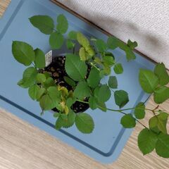 バラ苗　品種不明の画像