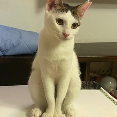 【ミルミル】白キジ　女の子　11/23譲渡会参加