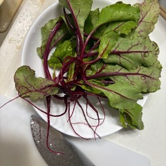 ビーツのベビーリーフ　　の画像